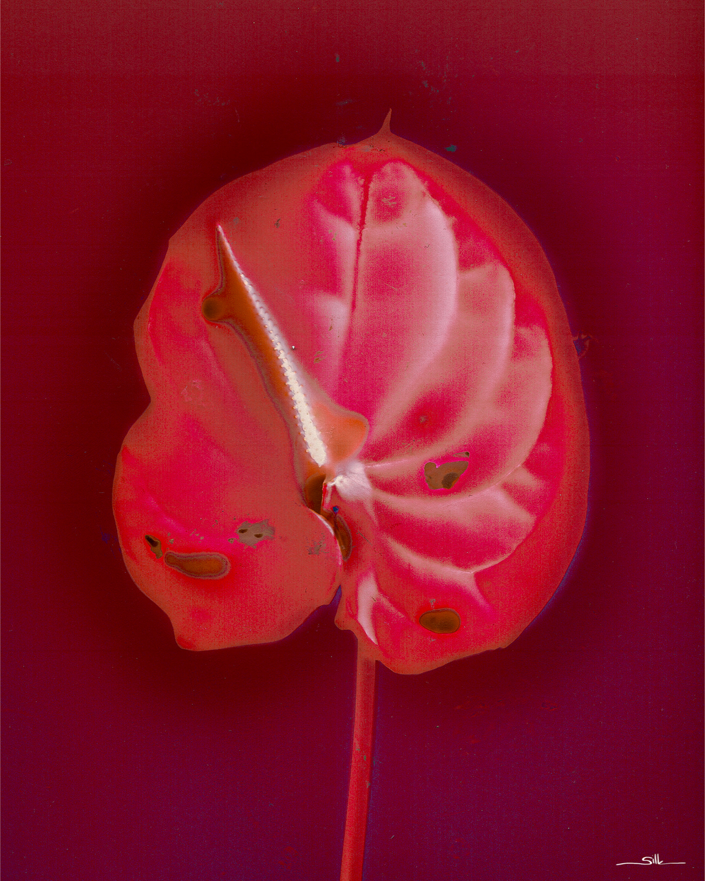 Anthurium