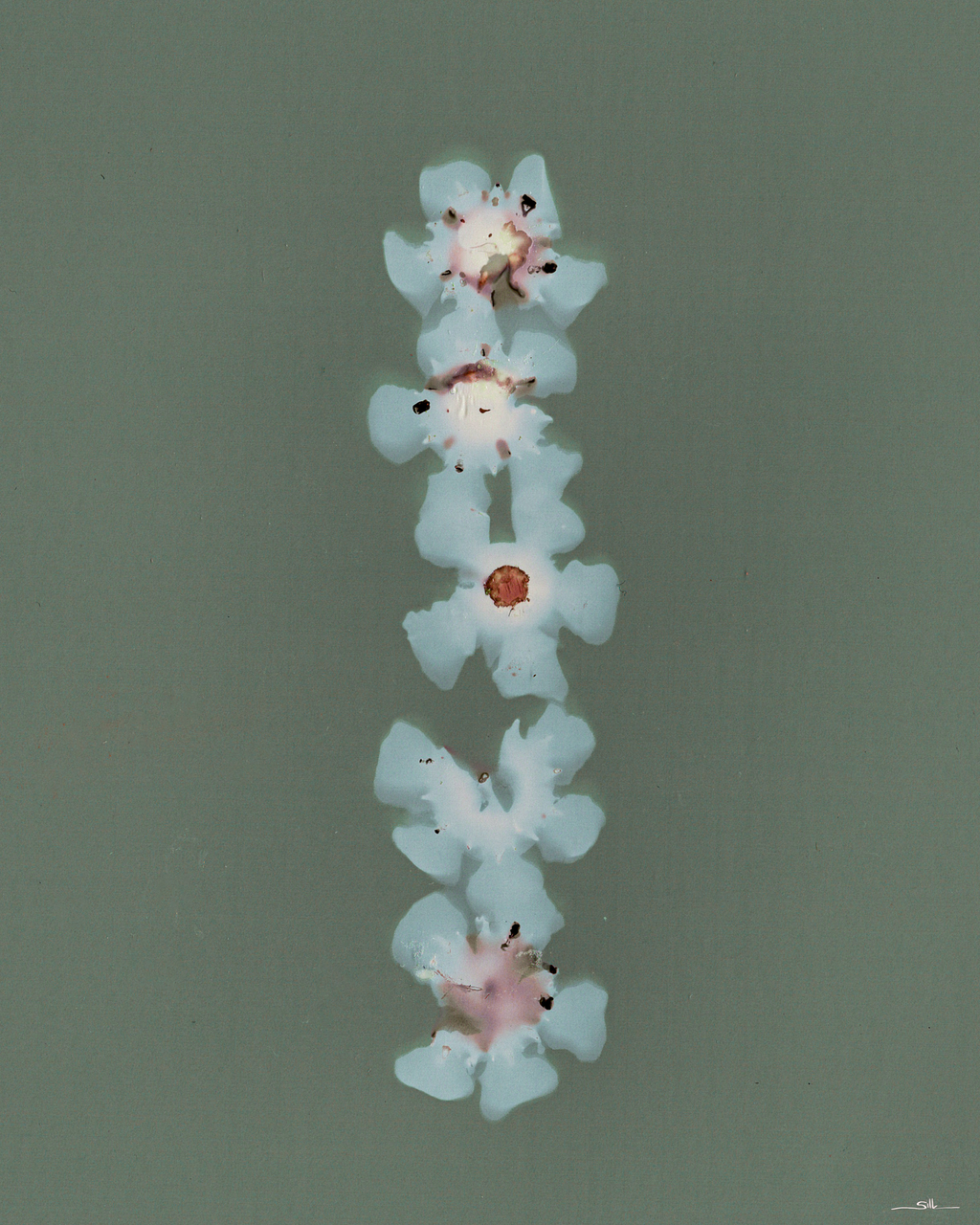 Geraldton Waxflower
