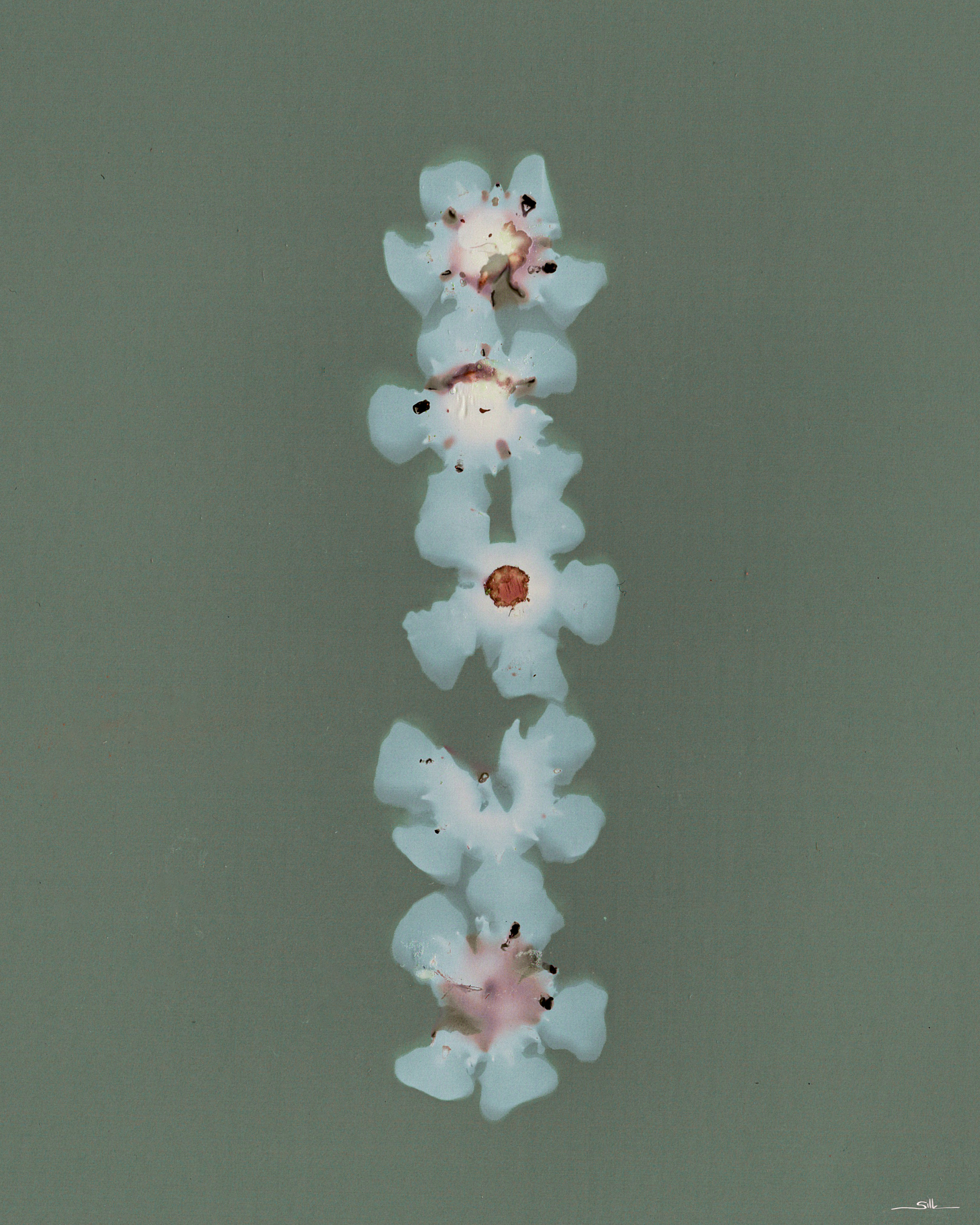 Geraldton Waxflower