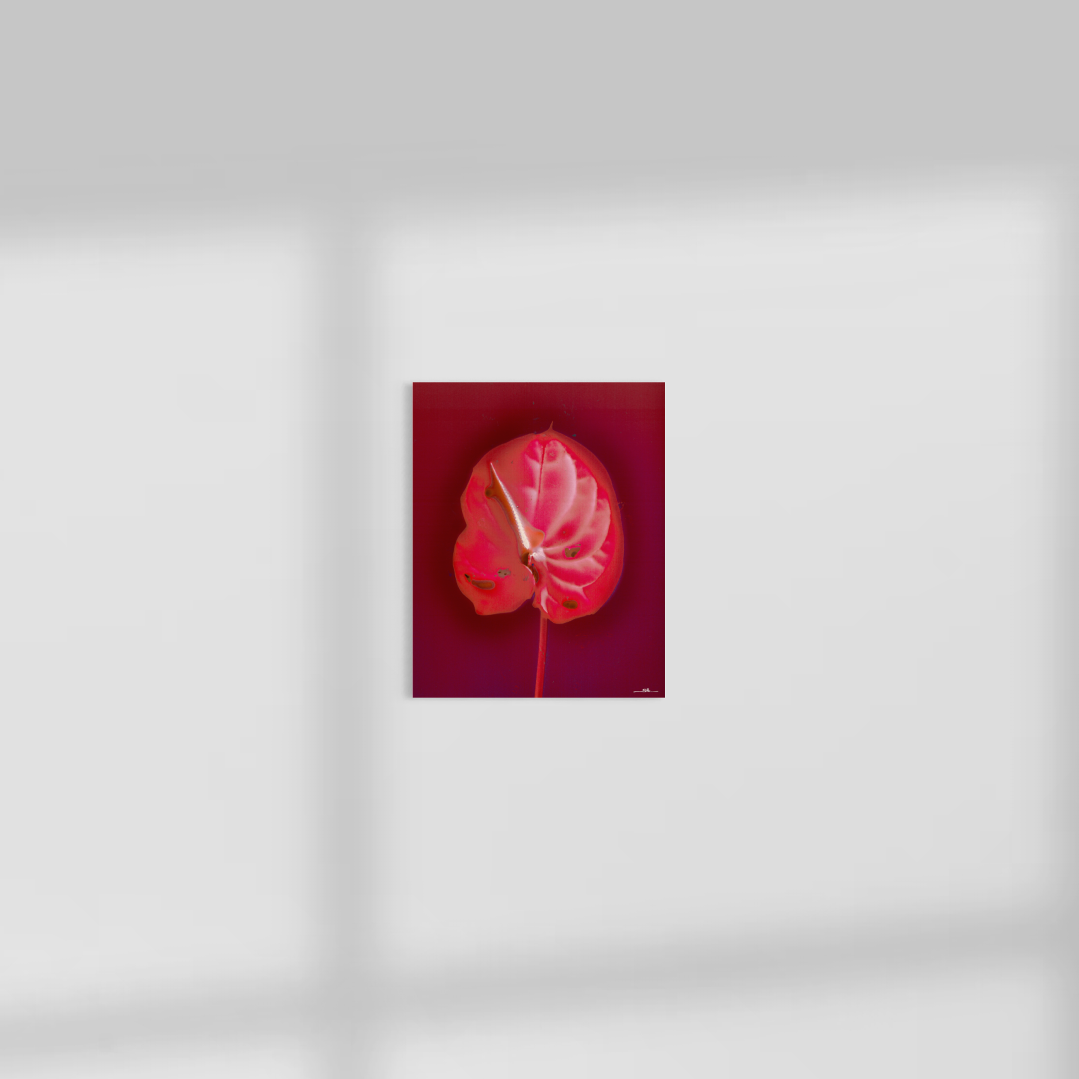 Anthurium