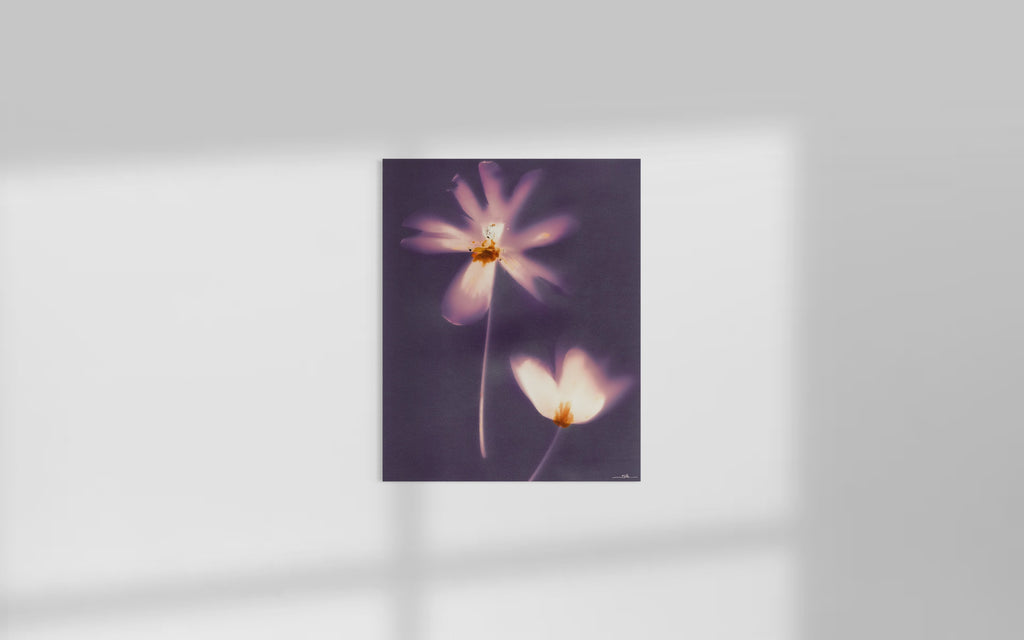 Lumen Flora II