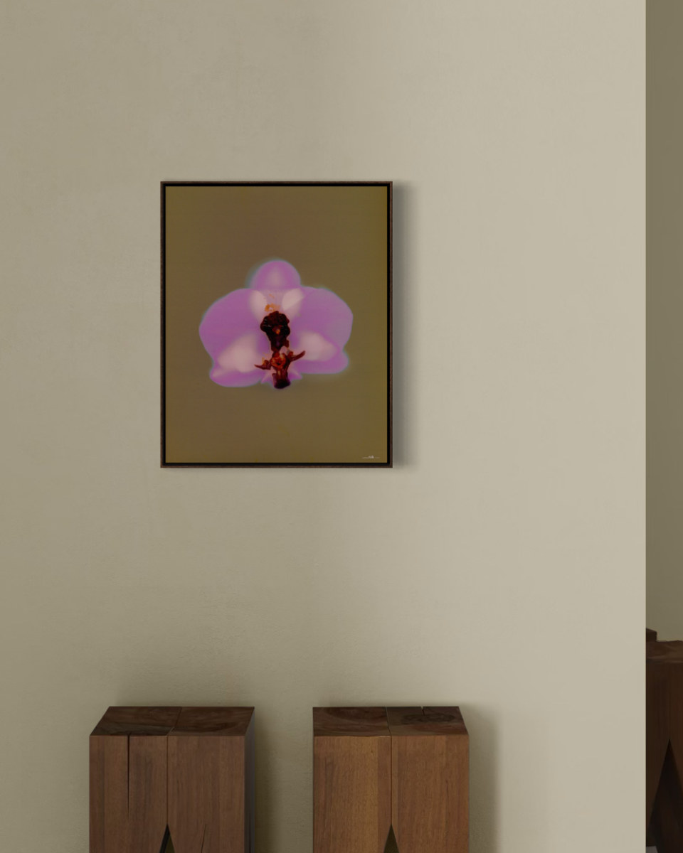 Lumen Orchid
