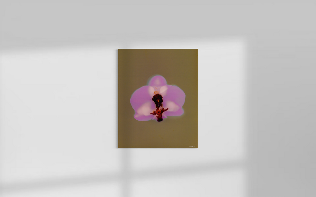 Lumen Orchid