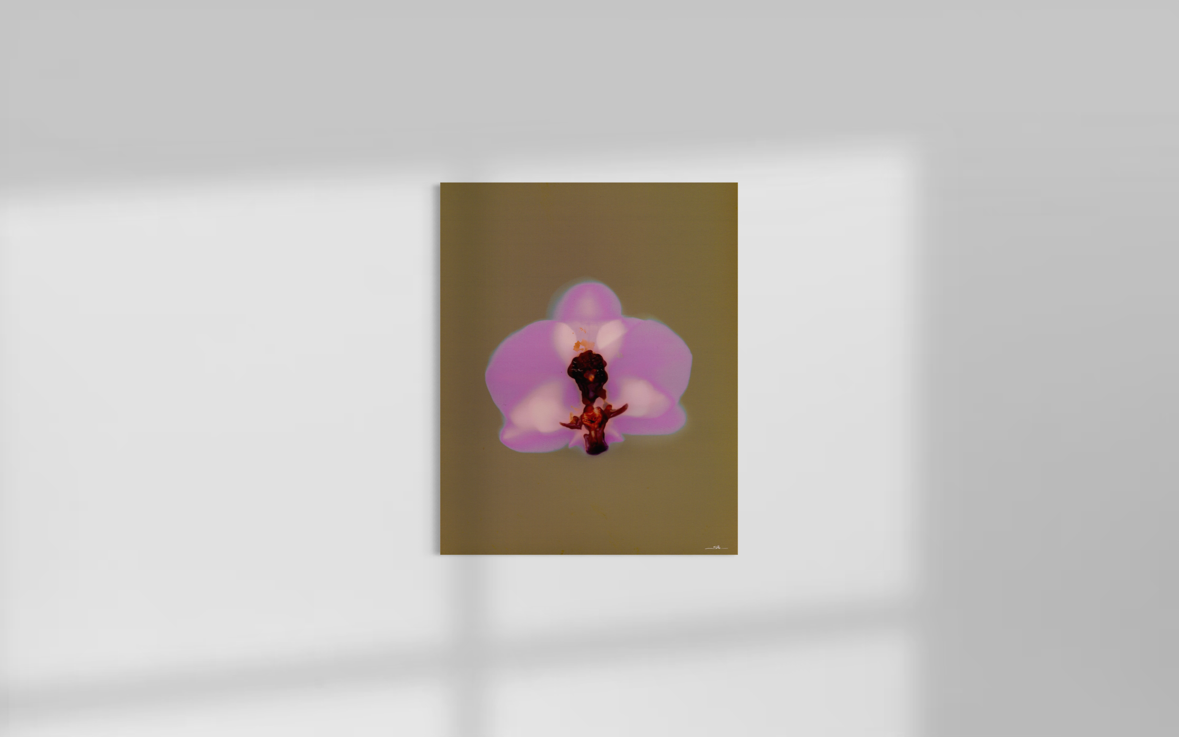 Lumen Orchid