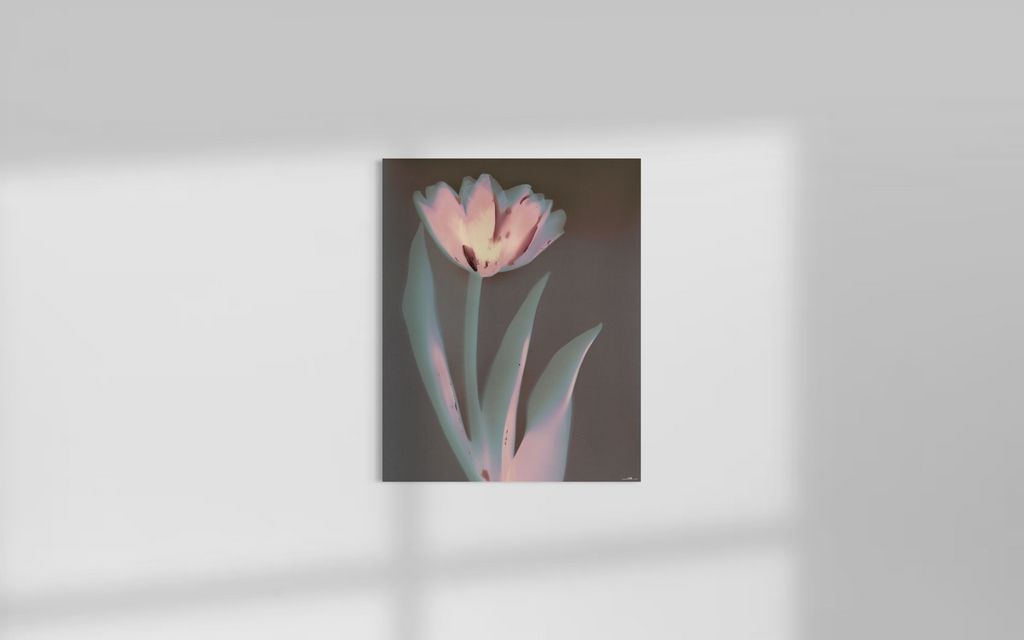 Lumen Tulip
