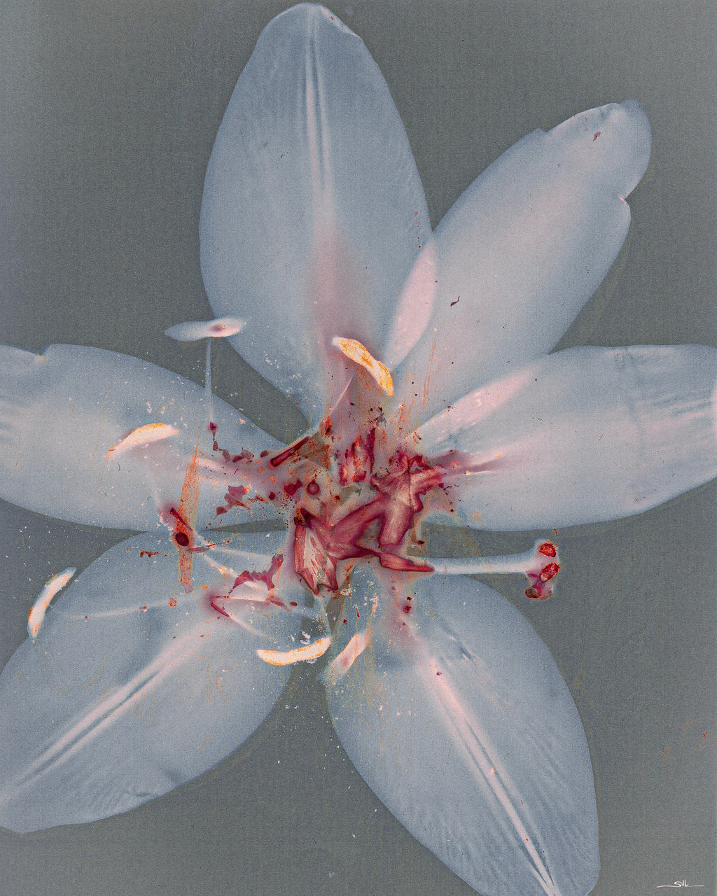 Lumen Lily