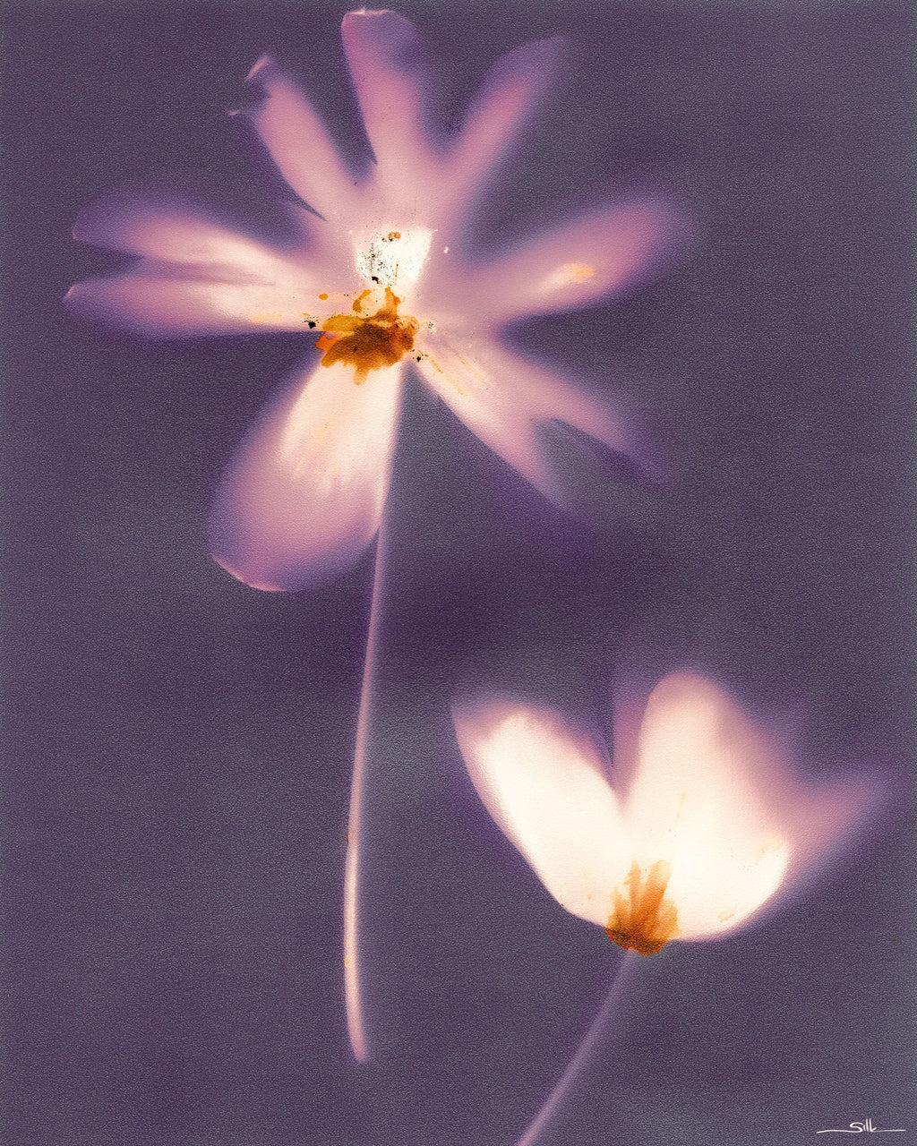 Lumen Flora II