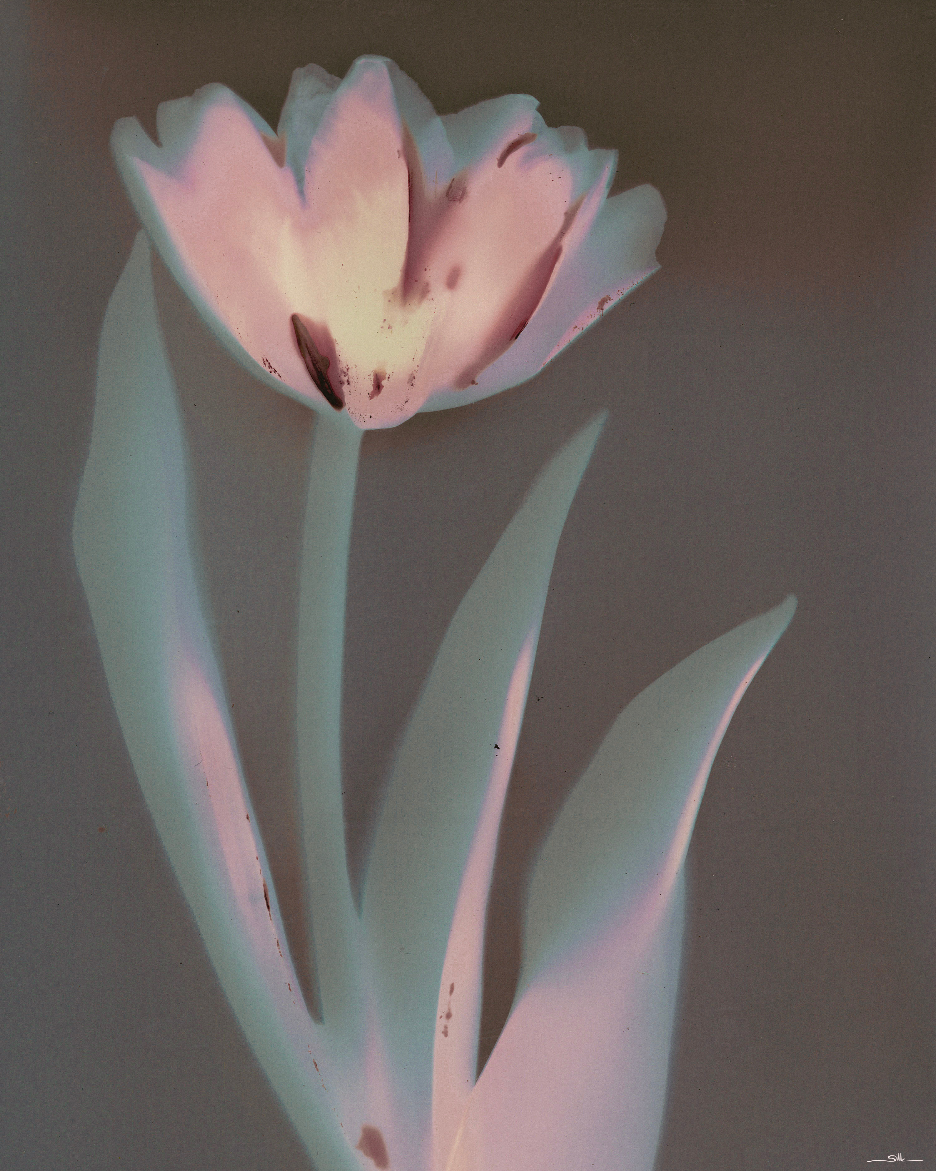 Lumen Tulip