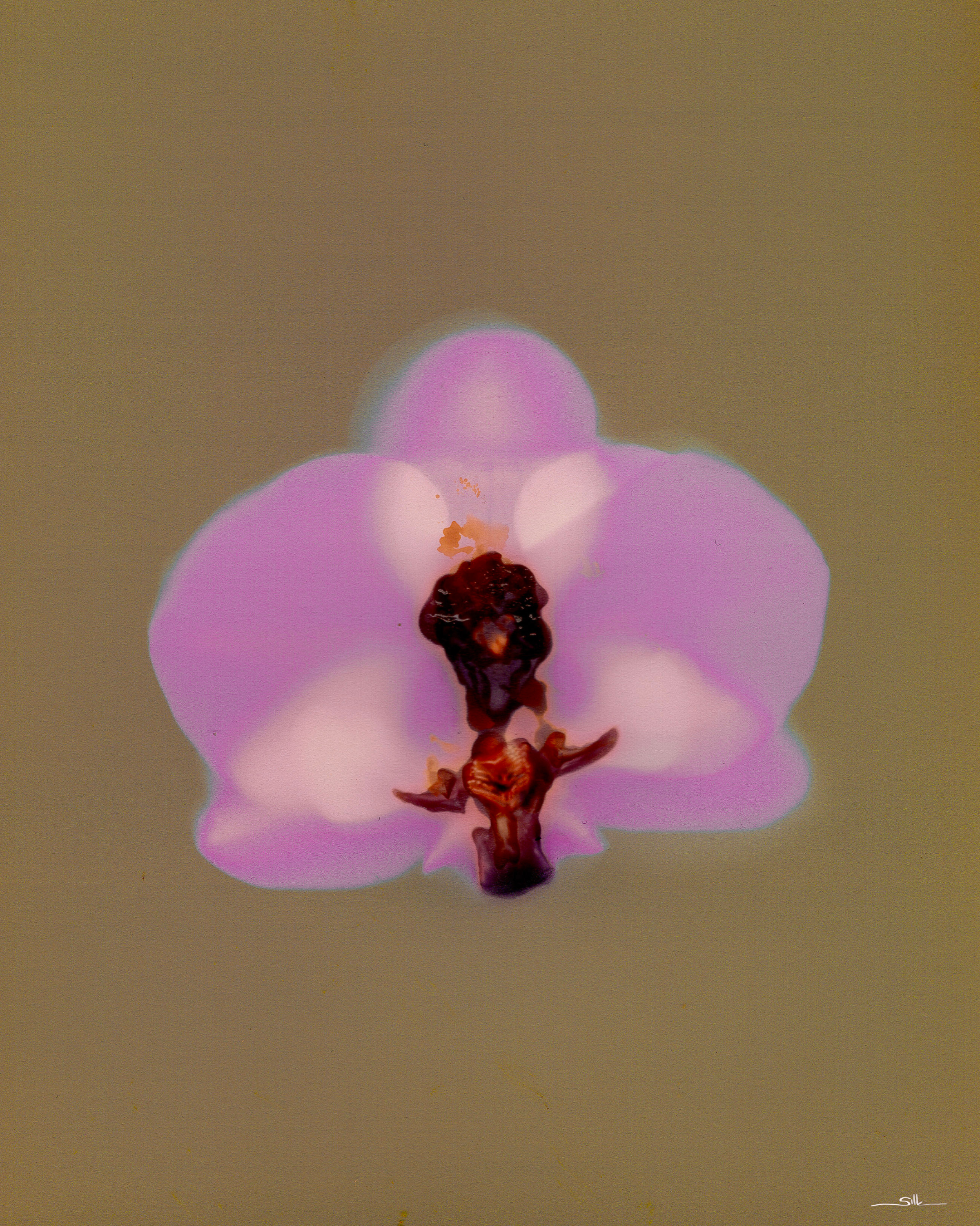 Lumen Orchid