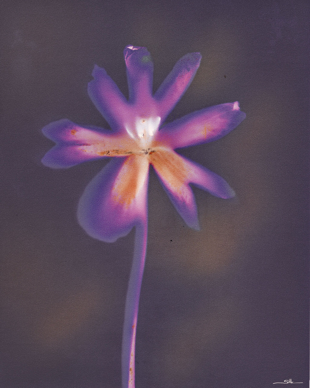 Lumen Flora I